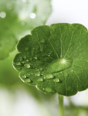 Feuille de Centella asiatica